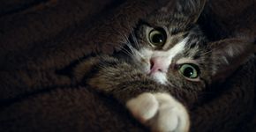 Foto: (Mark Burnett/Pexels)