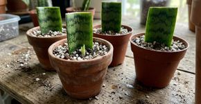 Língua de sogra: o método caseiro que se tornou um sucesso para multiplicar uma das plantas mais resistentes do lar