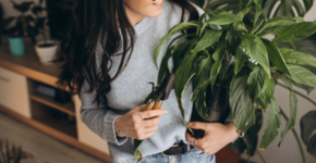 Essa planta comum pode ser a pior escolha para o seu jardim