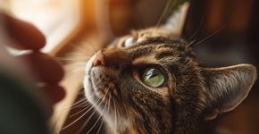 5 fatos surpreendentes sobre os miados exclusivos dos gatos