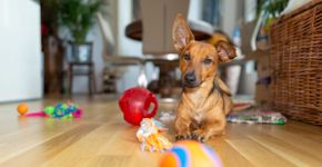 7 dicas para gastar a energia do cachorro dentro de casa
