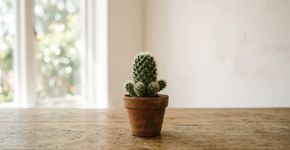 O que significa, segundo a psicologia, receber um cacto de presente?