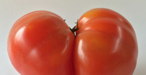 Empresa entrega frutas e verduras “imperfeitas” por preços mais baixos