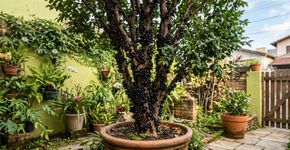 A fruteira perfeita para o quintal pequeno: não exige muito espaço, produz o ano todo e atrai pássaros para o jardim