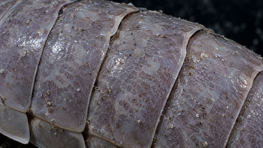 Estômago volumoso e metabolismo lento ajudam o animal a enfrentar a escassez.