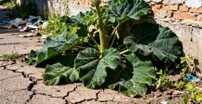 Bardana, a planta que brota até no canto do muro, ajuda o solo e ainda vira comida boa na cozinha