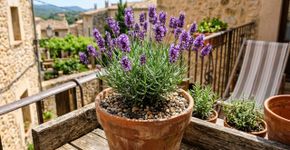 Como cultivar lavanda em vasos: dicas para desfrutar de seu aroma e beleza em casa