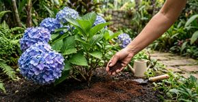 Enterrar borra de café na hortênsia: para que serve e por que é recomendado pelos portugueses