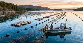 De detritos oceânicos a insumos industriais: a Suécia já produz suas próprias macroalgas no mar em larga escala