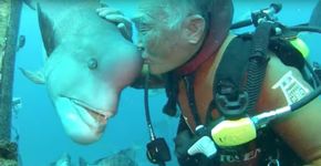 Mergulhador mantém amizade de 25 anos com peixe exótico