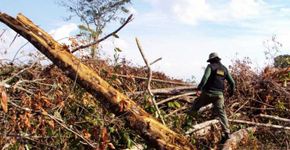 Recursos naturais do planeta vão ser consumidos até 2 de agosto