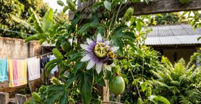 O maracujazeiro cresce cheio de folhas, mas quase não dá frutos, favorecer a polinização pode ajudar na frutificação