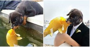 Este cão beijando um peixe causou uma guerra de montagens; veja