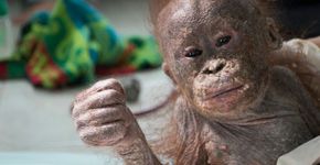 Bebê orangotango traumatizada abraça a si mesma por medo e angústia