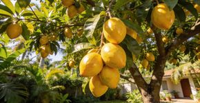 Eu plantei a árvore de frutos amarelos que deixou meu quintal com um ar de riqueza