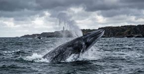Peixes gigantes estão entrando no Mar Báltico. Eles podem ter quase 30 metros de comprimento