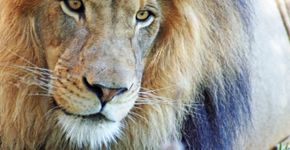 Documentário mostra resgate de leões de circos da América do Sul