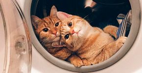 Gatinhos adotados formam dupla inseparável; veja fotos