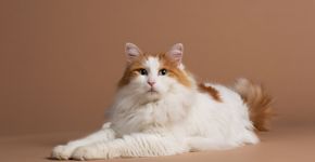 4 características do gato da raça van turco 