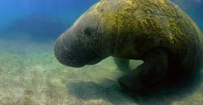 Peixe-boi-marinho é monitorado com tecnologia brasileira inédita