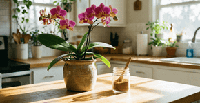 Orquídeas murchas: este ingrediente simples de cozinha pode fazê-las florescer novamente