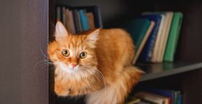 Foto: (Konstantin Aksenov/istock)