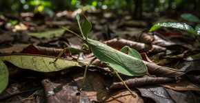 A criatura da Amazônia que consegue ficar no meio das mata