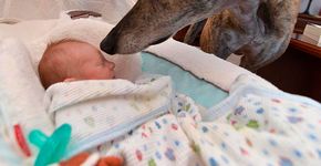 Cachorro que tinha medo de pessoas se apaixona por irmão humano