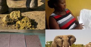Papel feito de excremento de elefante é alternativa ao convencional