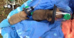 Cães são salvos de incêndio com minúsculas máscaras de oxigênio