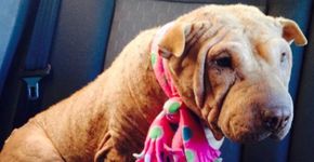 Veterinária lista 10 coisas para fazer com sua cadela que sofre de câncer terminal