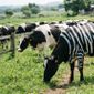 Da redação: Cientistas pintaram vacas pretas com listras brancas para testar se as marcas das zebras afastam moscas picadoras, e as vacas pintadas atraíram 50% menos moscas, reforçando a teoria de que as zebras desenvolveram sua coloração não para camuflagem ou para se protegerem do calor, mas como um repelente natural de insetos.