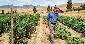 Agricultor do Oregon cultivou tomates, batatas, abóboras, alho e feijão por 40 anos sem irrigação: o segredo estava no preparo do solo para guardar umidade nas raízes
