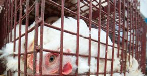 Burguer King vai eliminar o uso de ovos produzidos por galinhas confinadas em gaiolas