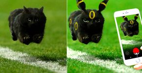 Gato invade jogo de rúgbi e internet responde com memes hilários
