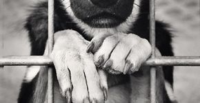 Agora é lei: pet shops estão proibidas de expor animais em vitrines e gaiolas