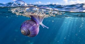 Caracóis violetas constroem jangadas de bolhas para viver na superfície do oceano e ficam pendurados de cabeça para baixo enquanto procuram alimento sem tocar o fundo em nenhuma fase adulta