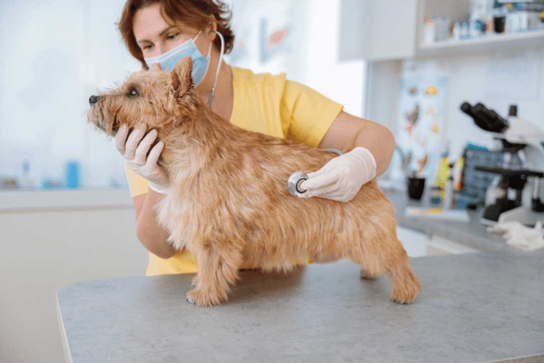 O norwich terrier precisa de acompanhamento periódico com médico-veterinário, além de vacinação, controle de parasitas e cuidados preventivos (Imagem: Kostiantyn Voitenko | Shutterstock)