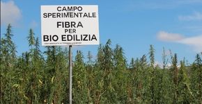 Itália quer ser o maior produtor de cannabis do mundo