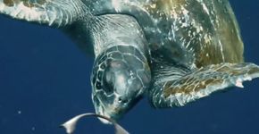 Cervejaria cria embalagens comestíveis para animais marinhos não morrerem ao ingeri-las