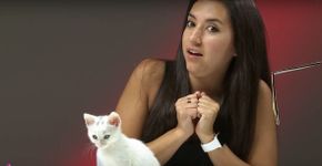 O encontro de pessoas que odeiam gatos com gatinhos bem fofos