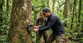 Mais de 185 mil hectares de Mata Atlântica e as Cataratas do Iguaçu: o parque paranaense reconhecido como Patrimônio Natural Mundial que, junto ao vizinho argentino, abriga a maior população de onças-pintadas do bioma
