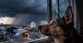 Algo incrível acontece quando o sexto sentido animal entra em ação antes da chuva