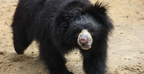 Ursa-preguiça obrigada a dançar nas ruas mostra sua gratidão ao ser resgatada