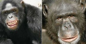Chimpanzés fogem de santuário e invadem sítio em Sorocaba