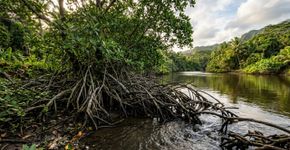 Em 1902, o Havaí plantou mangue-vermelho para conter a erosão; 124 anos depois, a espécie invasora entope cursos d’água e degrada o habitat de aves aquáticas ameaçadas