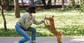 8 erros para não cometer no adestramento do cachorro 