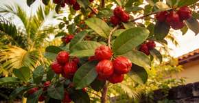 A planta que produz frutos que transforma o sabor de alimentos azedos em doce