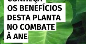 Conheça os benefícios desta planta no combate à anemia