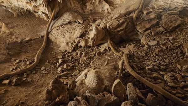 Raiz de uma figueira de mais de 20 metros de altura no interior da gruta
